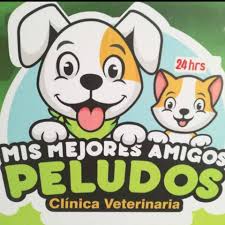 Cheerful golden retriever and a fluffy cat in a modern clinic